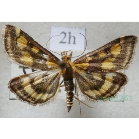 Pyrausta purpuralis (Linnaeus, 1758) Płomienka purpurowa Czech2h